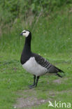 Brandgans (Branta leucopsis)