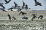 Barnacle Goose (Branta leucopsis)