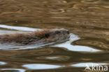 Canadian beaver (Castor canadensis)
