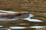 Canadese bever (Castor canadensis)