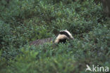 Badger (Meles meles)