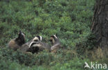 Badger (Meles meles)