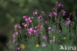 Echte koekoeksbloem (Lychnis flos-cuculi)