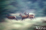 Red Deer (Cervus elaphus)