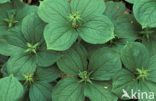 Herb-Paris