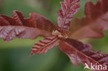 Oak (Quercus)