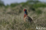 Ring-necked Pheasant (Phasianus colchicus)