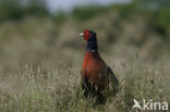Ring-necked Pheasant (Phasianus colchicus)