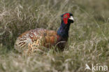 Ring-necked Pheasant (Phasianus colchicus)