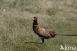 Ring-necked Pheasant (Phasianus colchicus)