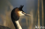 Great Crested Grebe (Podiceps cristatus)