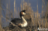 Great Crested Grebe (Podiceps cristatus)