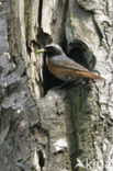 Gekraagde Roodstaart (Phoenicurus phoenicurus)