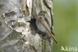 Gekraagde Roodstaart (Phoenicurus phoenicurus)