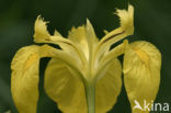 Gele lis (Iris pseudacorus)