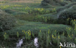 Gele lis (Iris pseudacorus)