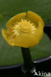 Gele plomp (Nuphar lutea)