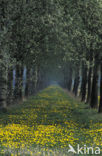 Gewone paardenbloem (Taraxacum officinale)