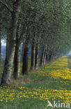 Common Dandelion (Taraxacum officinale)