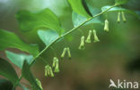 Solomon’s seal (Polygonatum multiflorum)