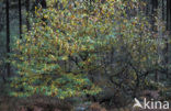 Gewone vogelkers (Prunus padus)
