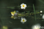 green frog (Rana esculenta 