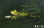 green frog (Rana esculenta 