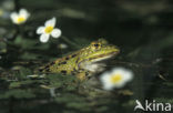 green frog (Rana esculenta 