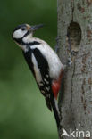 Great Spotted Woodpecker (Dendrocopos major)