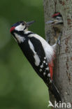 Grote Bonte Specht (Dendrocopos major)