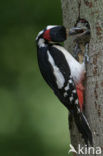 Great Spotted Woodpecker (Dendrocopos major)