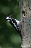 Grote Bonte Specht (Dendrocopos major)