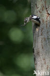 Great Spotted Woodpecker (Dendrocopos major)