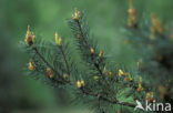 Grove den (Pinus sylvestris)