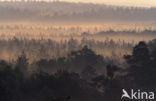 Scots Pine (Pinus sylvestris)
