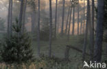 Scots Pine (Pinus sylvestris)