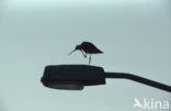 Black-tailed Godwit (Limosa limosa) 