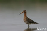 Grutto (Limosa limosa) 