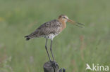 Grutto (Limosa limosa) 