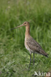 Black-tailed Godwit (Limosa limosa) 