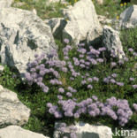 Hartbladige kogelbloem (Globularia cordifolia)