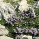 Globe Daisy (Globularia cordifolia)