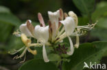 Honeysuckle (Lonicera)