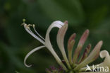 Honeysuckle (Lonicera)