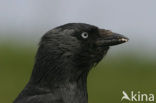 Eurasian Jackdaw (Corvus monedula)