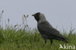 Eurasian Jackdaw (Corvus monedula)