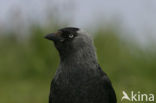 Eurasian Jackdaw (Corvus monedula)