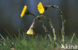 Klein hoefblad (Tussilago farfara)