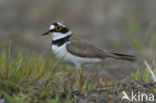 Kleine Plevier (Charadrius dubius)