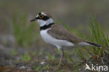 Kleine Plevier (Charadrius dubius)